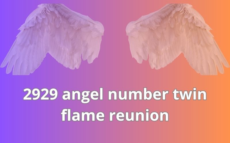 2929 angel number twin flame reunion